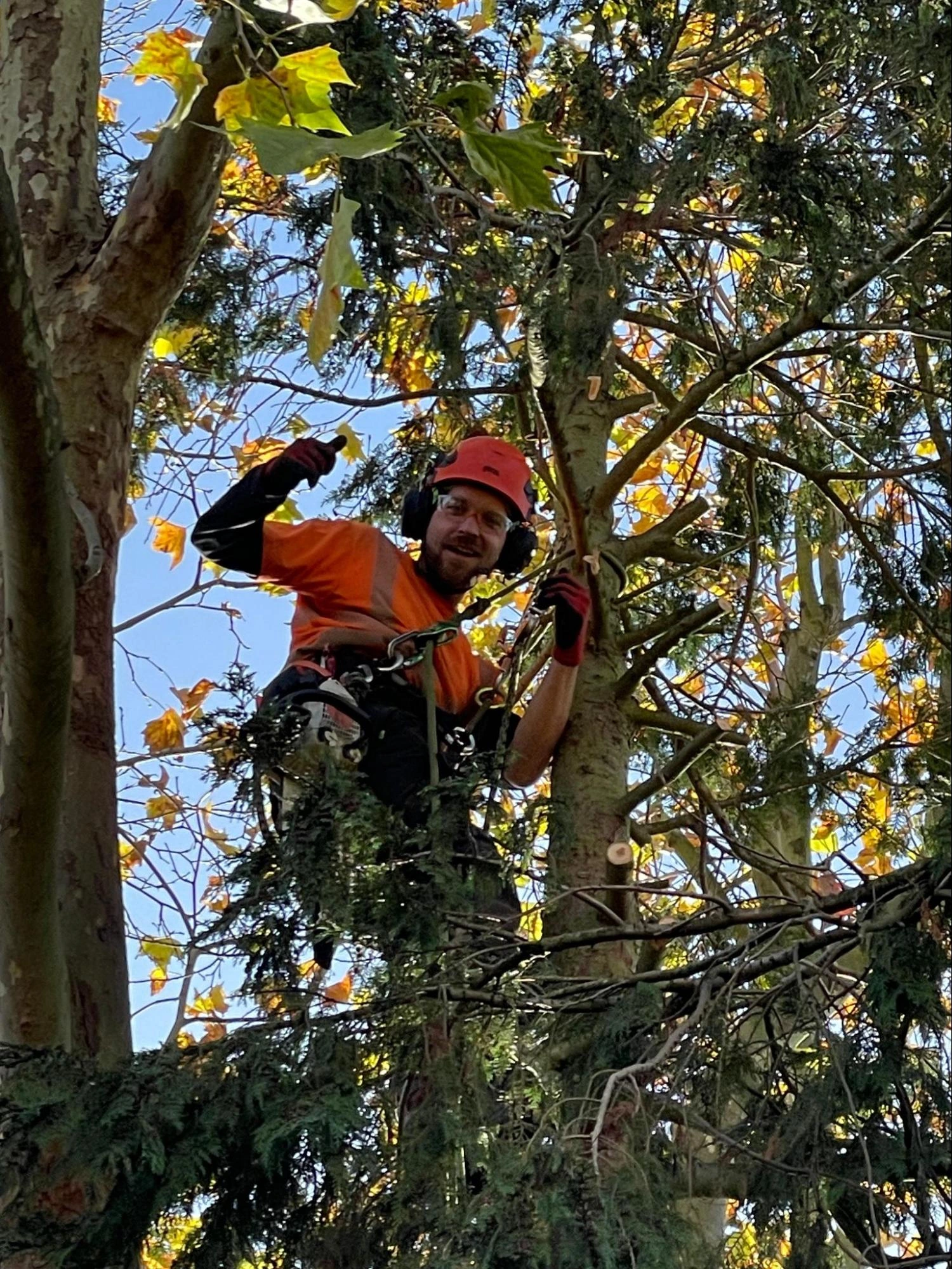Newbury Park Tree Care Experts